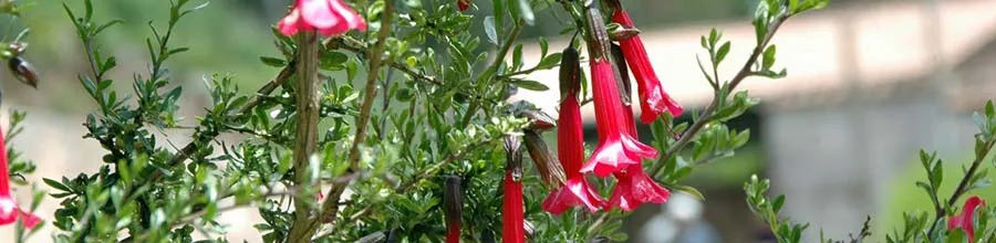 カントゥータの花